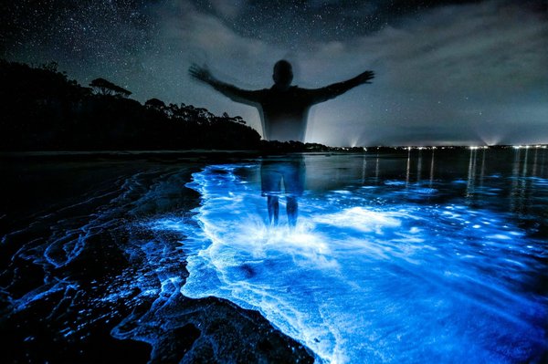 Quelles informations faut-il connaître sur le plancton bioluminescent en Thaïlande ?